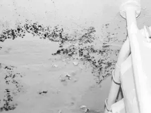 mold remediation in Florida