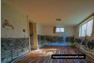 How to Get Rid of Mold Smell in the Basement