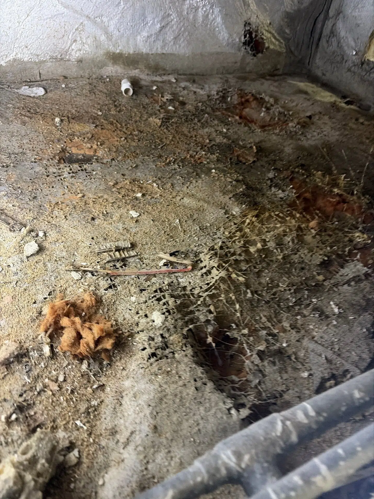 Concealed building cavity condition documented during a moisture investigation